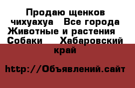 Продаю щенков чихуахуа - Все города Животные и растения » Собаки   . Хабаровский край